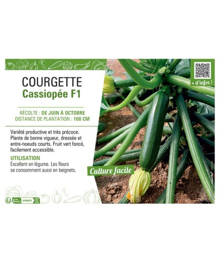 COURGETTE CASSIOPEE F1