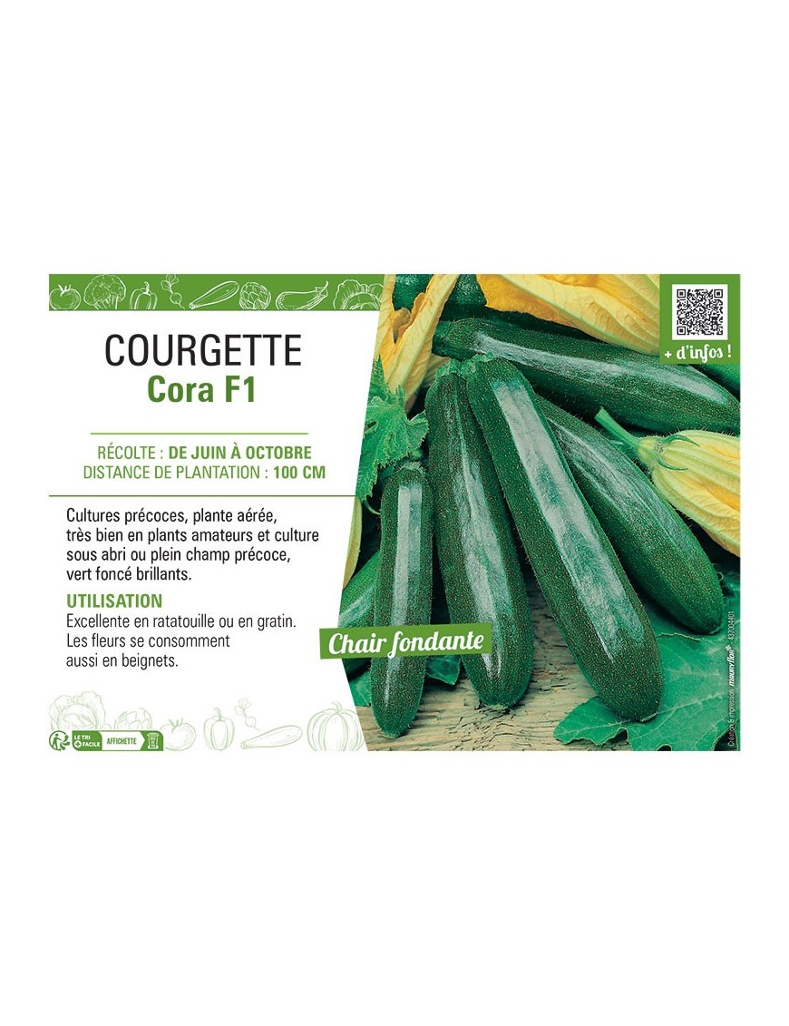 COURGETTE CORA F1