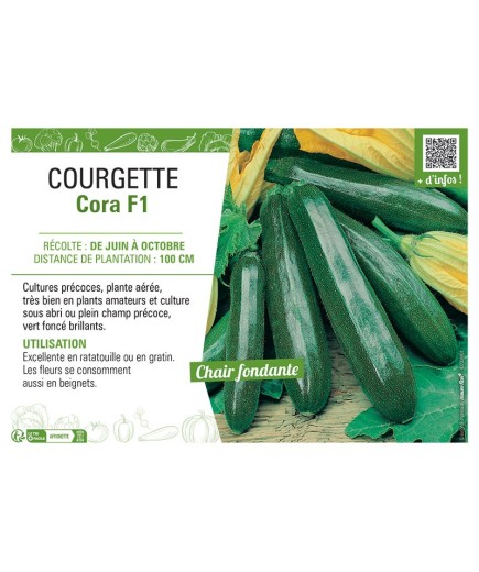 COURGETTE CORA F1