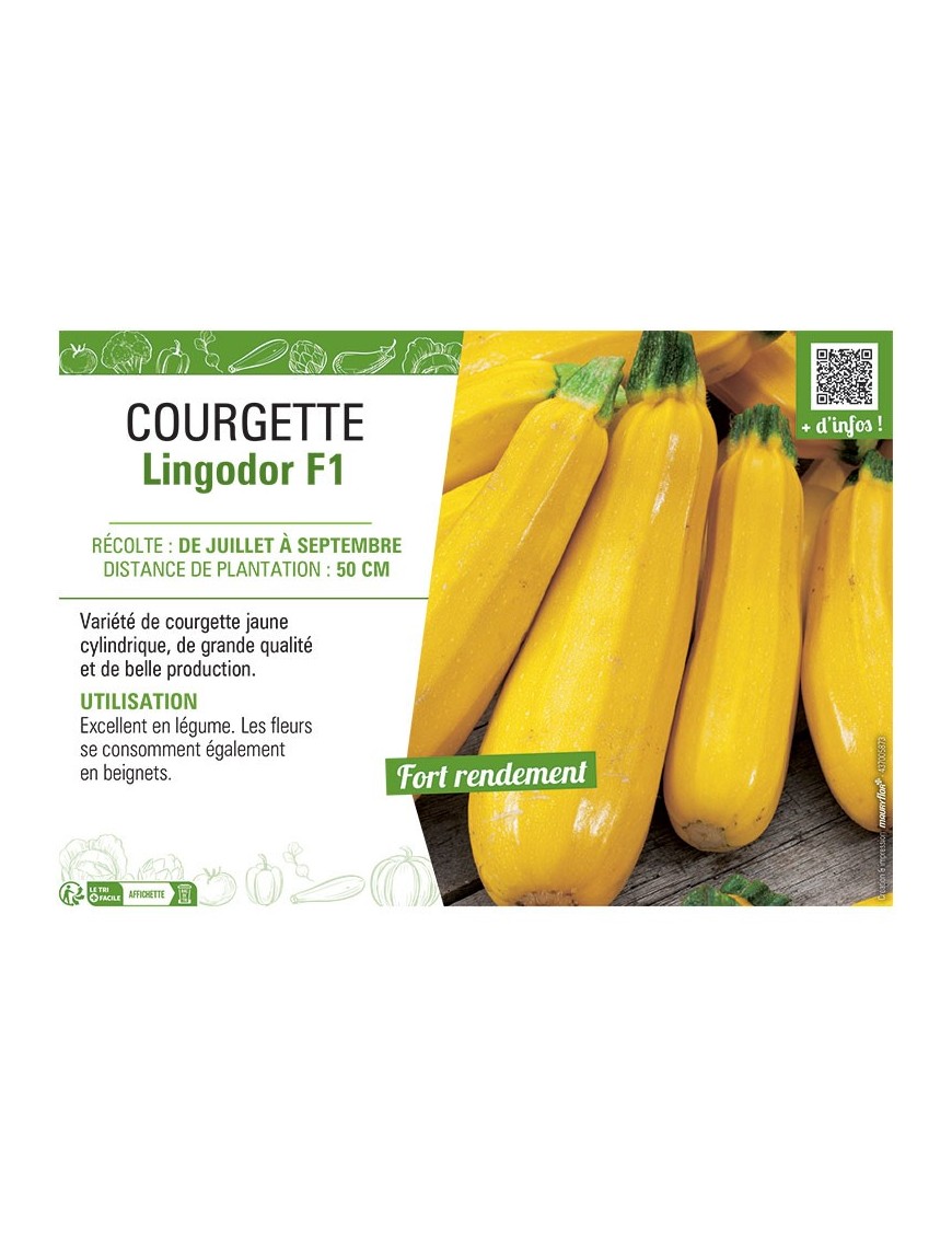 COURGETTE LINGODOR F1