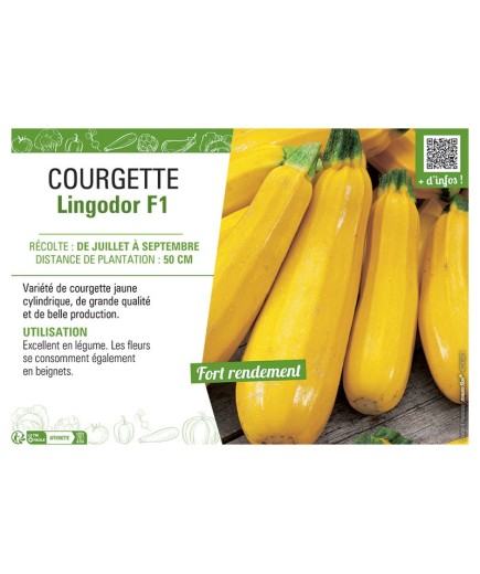 COURGETTE LINGODOR F1