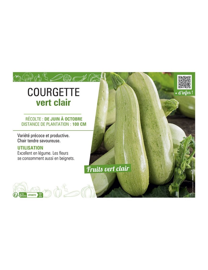 COURGETTE VERT CLAIR