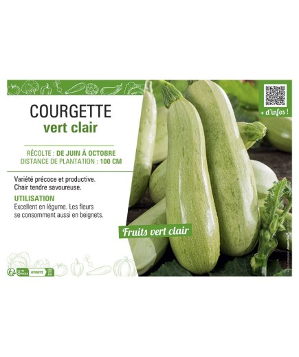 COURGETTE VERT CLAIR