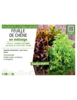 FEUILLE DE CHÊNE EN MELANGE
