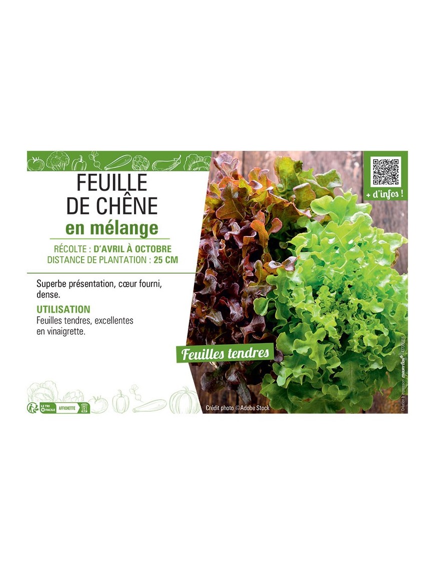 FEUILLE DE CHÊNE EN MELANGE