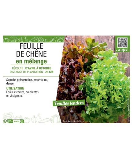 FEUILLE DE CHÊNE EN MELANGE