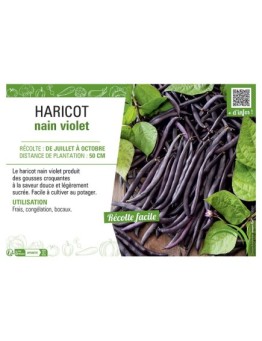 HARICOT NAIN VIOLET