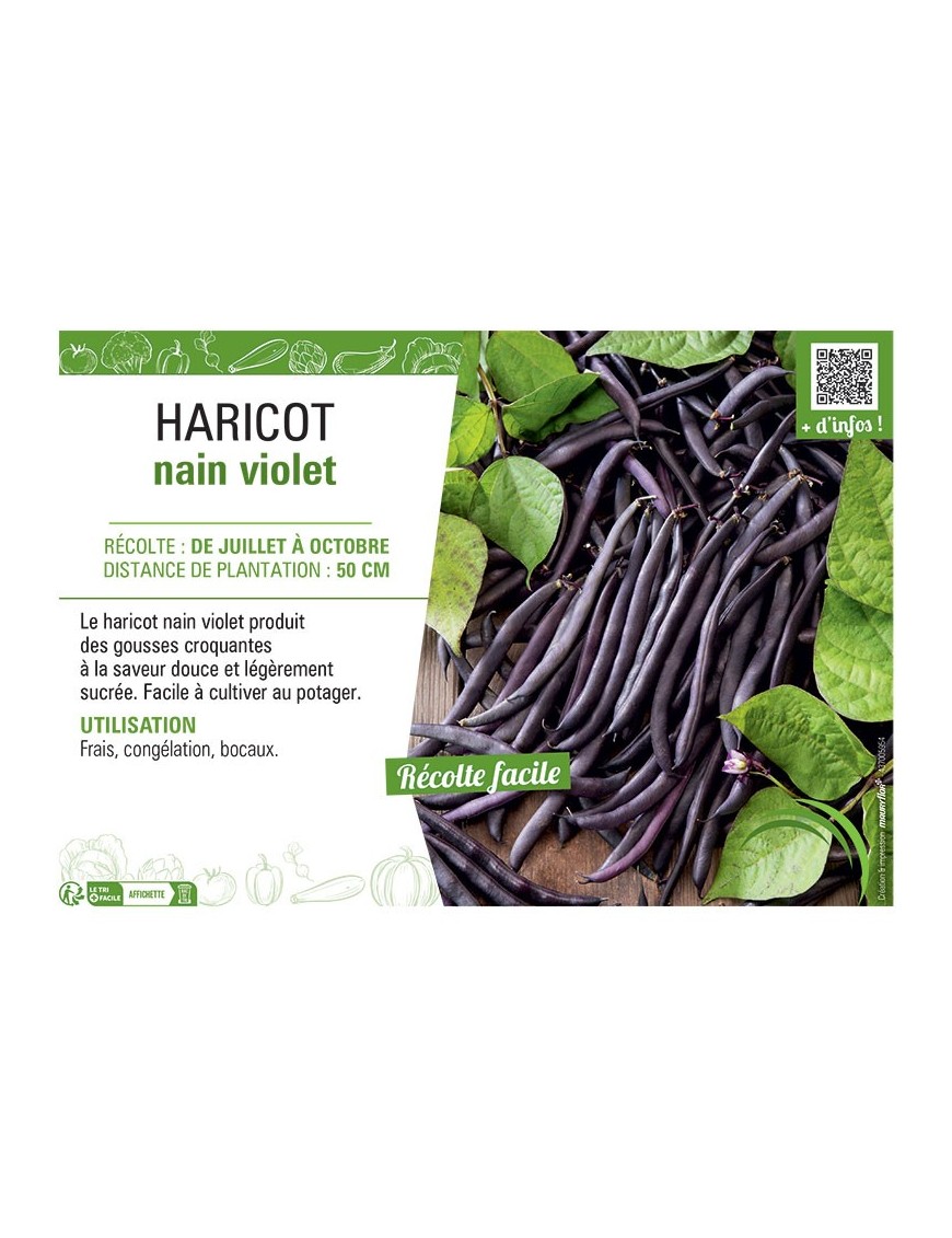 HARICOT NAIN VIOLET