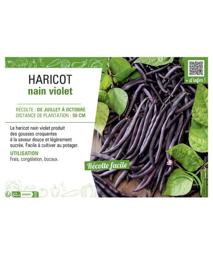 HARICOT NAIN VIOLET