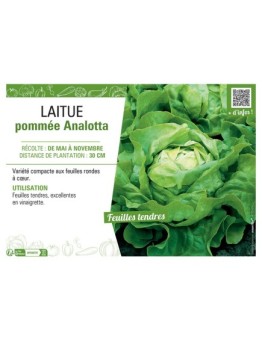 LAITUE POMMEE ANALOTTA