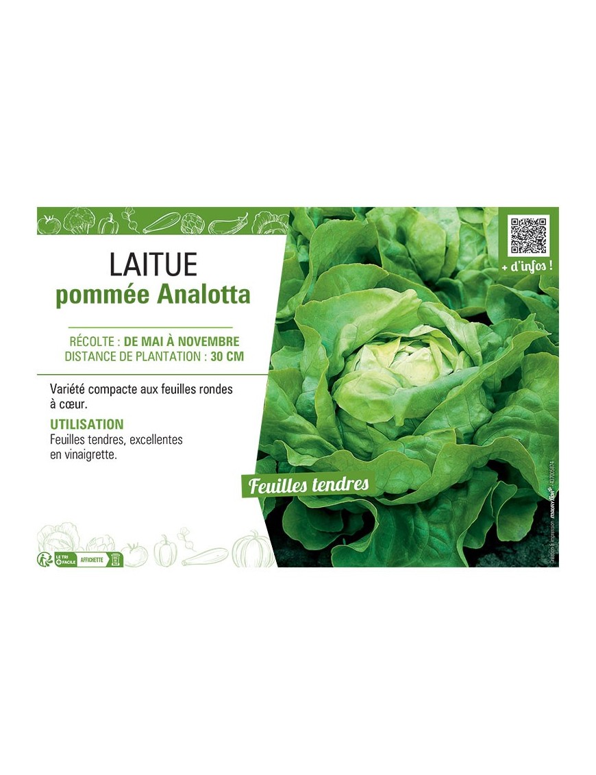 LAITUE POMMEE ANALOTTA