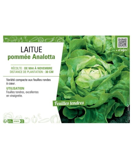 LAITUE POMMEE ANALOTTA