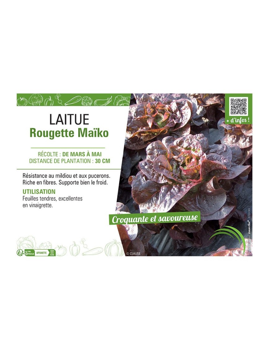 LAITUE ROUGETTE MAÏKO