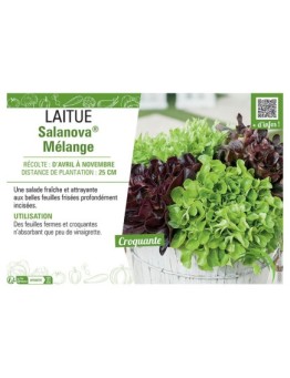 LAITUE SALANOVA® MELANGE