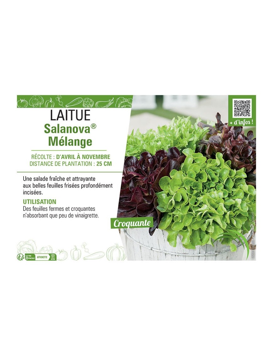 LAITUE SALANOVA® MELANGE