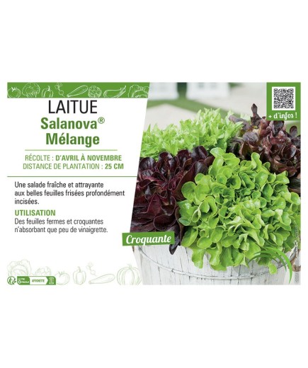 LAITUE SALANOVA® MELANGE