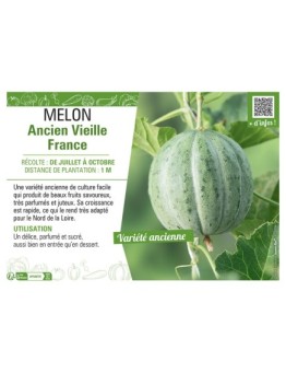 MELON ANCIEN VIEILLE FRANCE