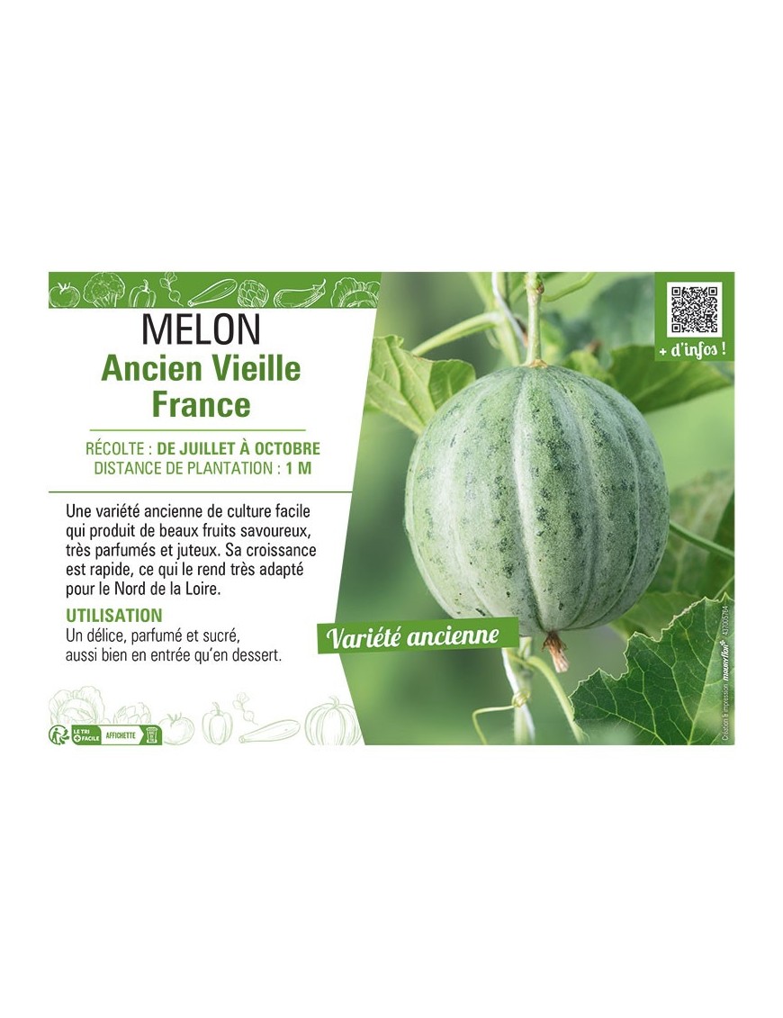 MELON ANCIEN VIEILLE FRANCE