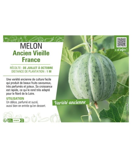 MELON ANCIEN VIEILLE FRANCE