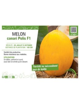 MELON CANARI POLIS F1