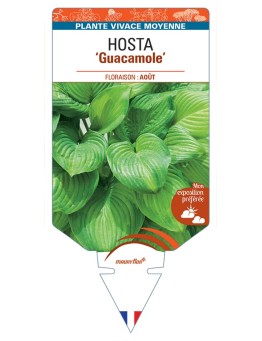HOSTA Guacamole