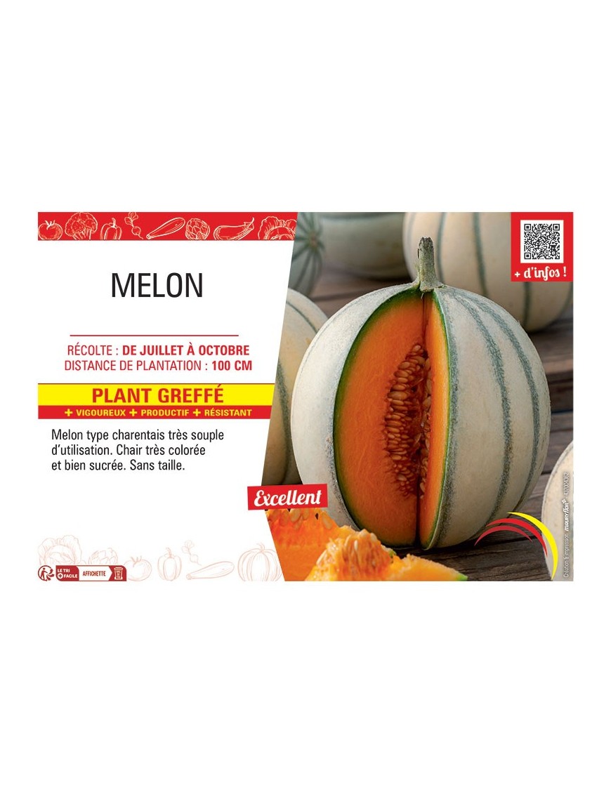 MELON Plant greffé