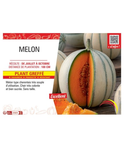 MELON Plant greffé