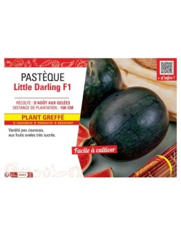 PASTEQUE LITTLE DARLING F1 Plant greffé