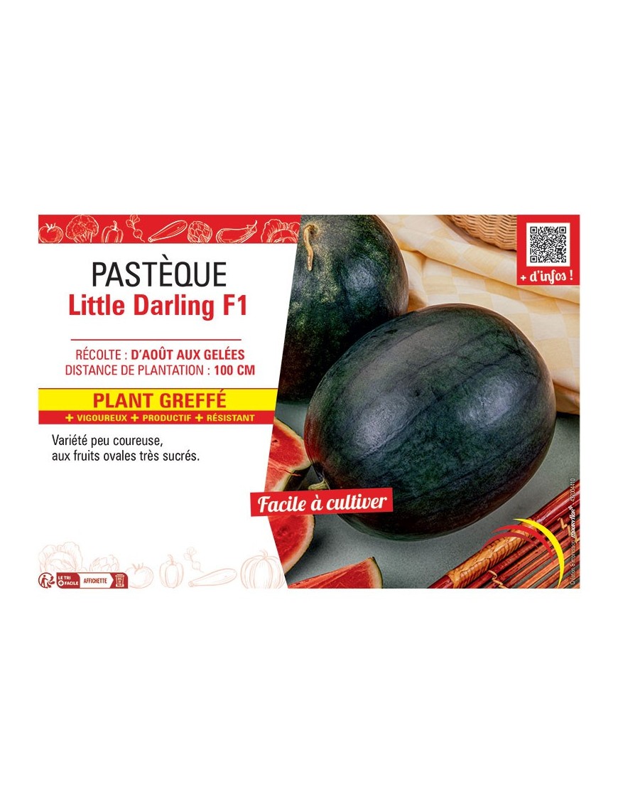 PASTEQUE LITTLE DARLING F1 Plant greffé