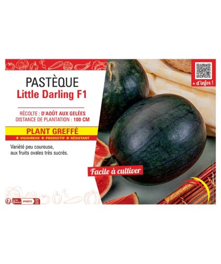 PASTEQUE LITTLE DARLING F1 Plant greffé
