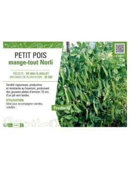 PETIT POIS MANGE-TOUT NORLI