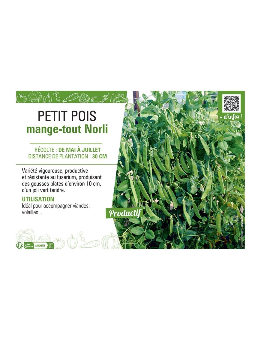 PETIT POIS MANGE-TOUT NORLI