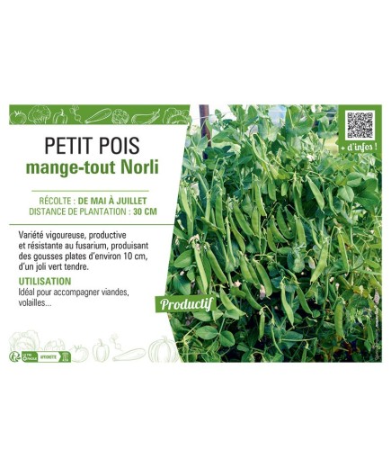 PETIT POIS MANGE-TOUT NORLI