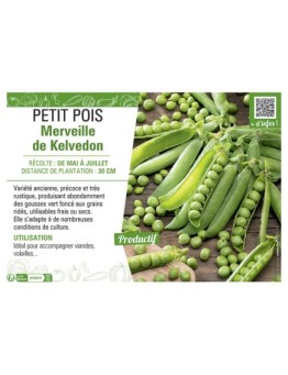 PETIT POIS MERVEILLE DE KELVEDON
