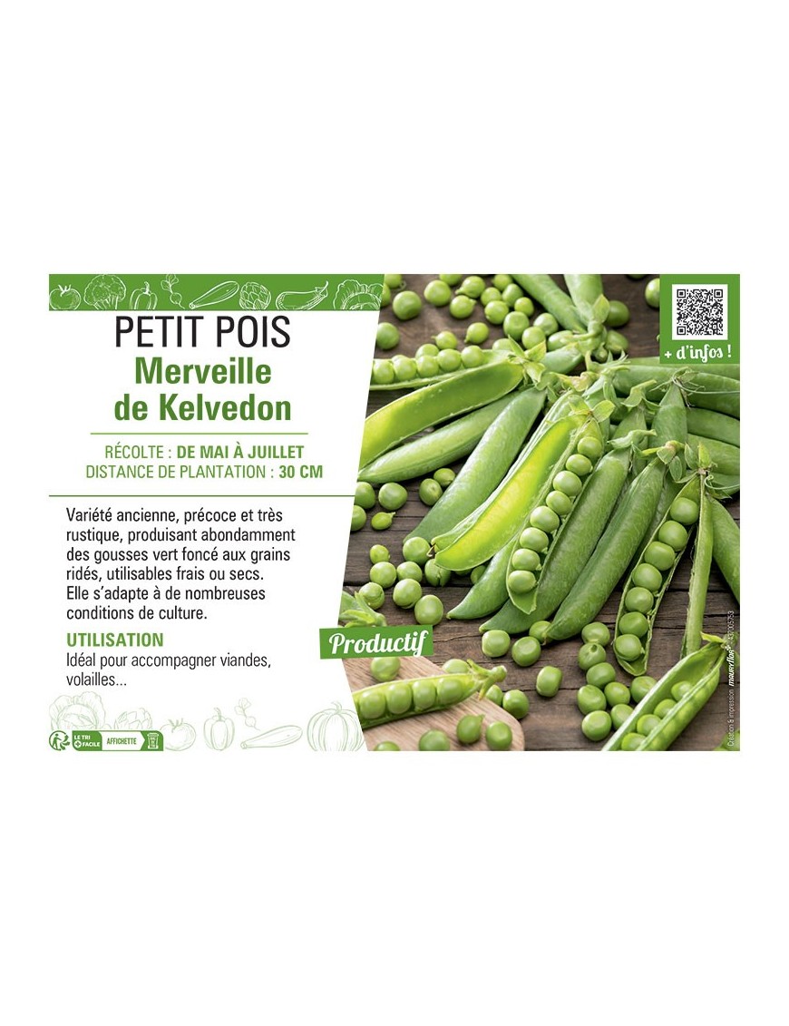 PETIT POIS MERVEILLE DE KELVEDON