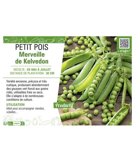 PETIT POIS MERVEILLE DE KELVEDON