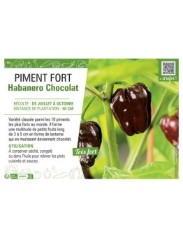 PIMENT FORT HABANERO CHOCOLAT