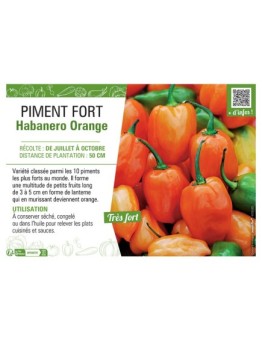 PIMENT FORT HABANERO ORANGE