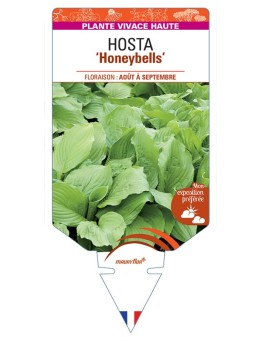 HOSTA Honeybells