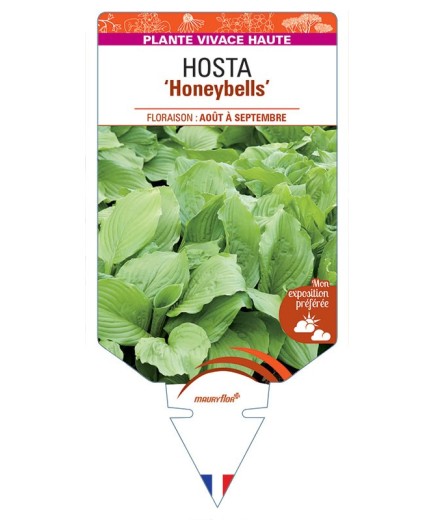 HOSTA Honeybells