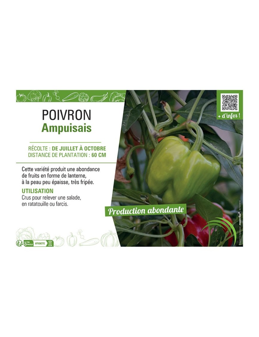 POIVRON AMPUISAIS