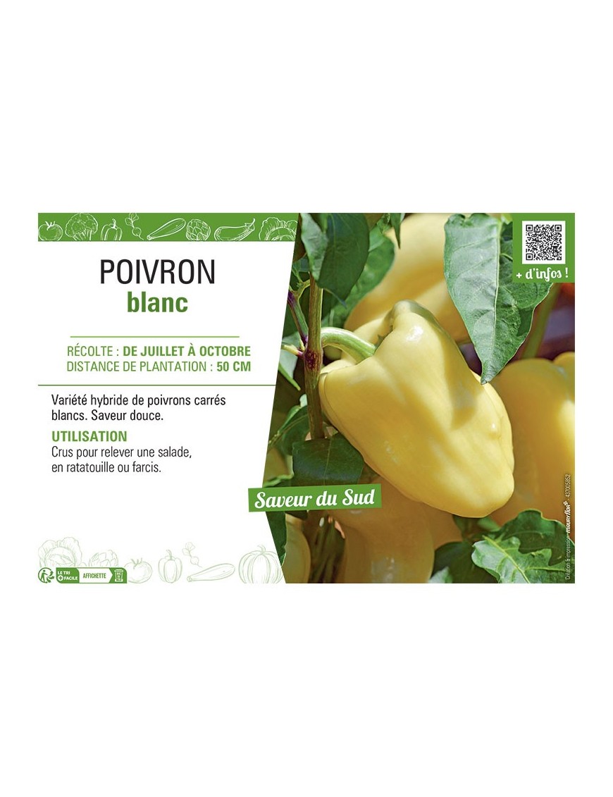 POIVRON BLANC