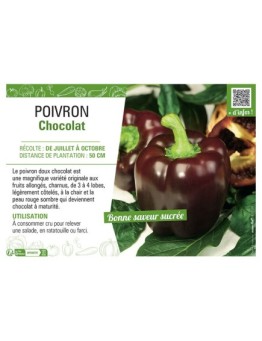 POIVRON CHOCOLAT