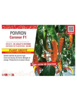 POIVRON CORONOR F1 Plant greffé
