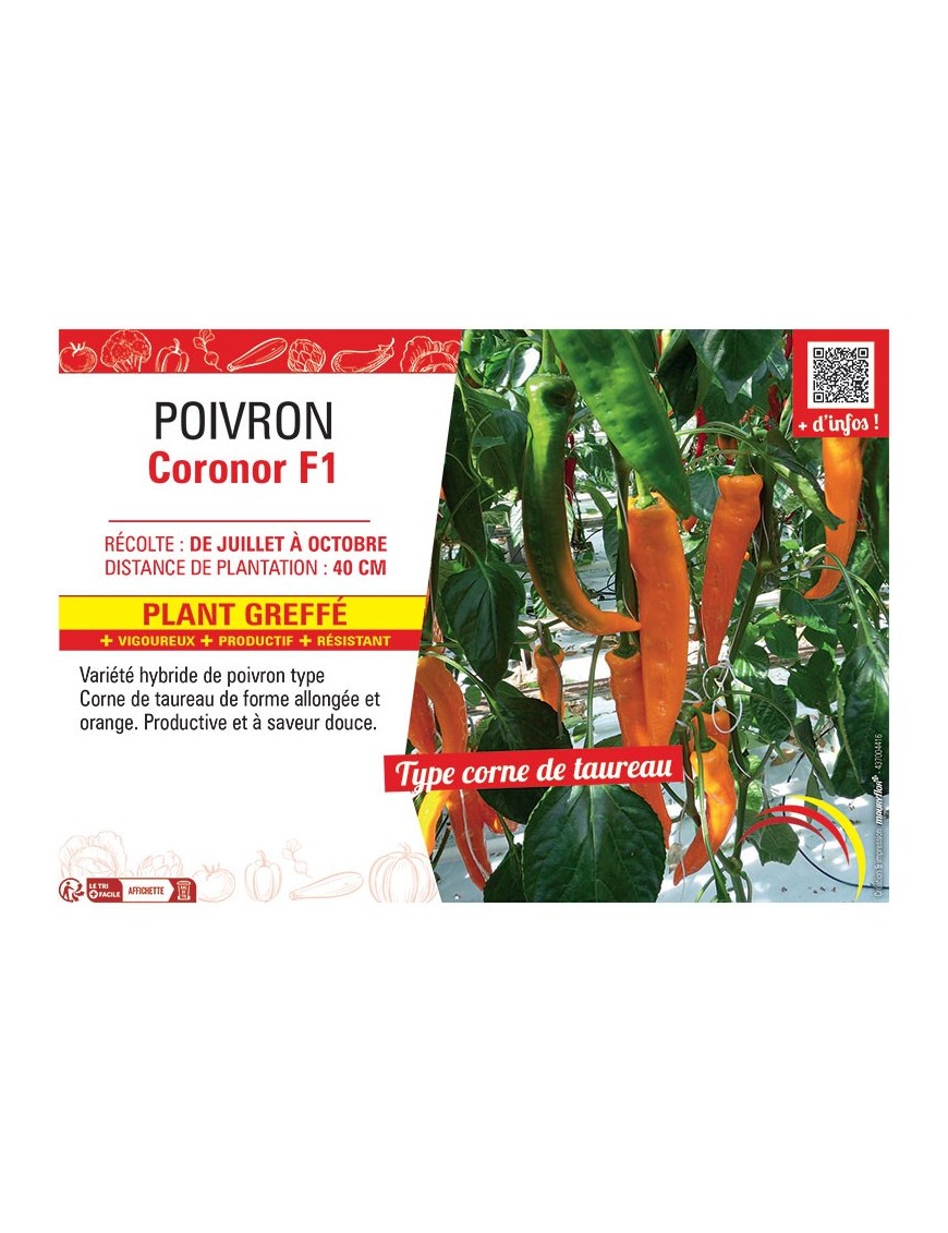 POIVRON CORONOR F1 Plant greffé