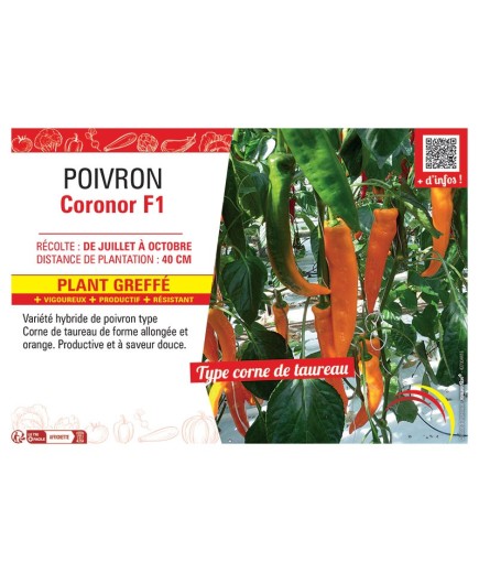 POIVRON CORONOR F1 Plant greffé
