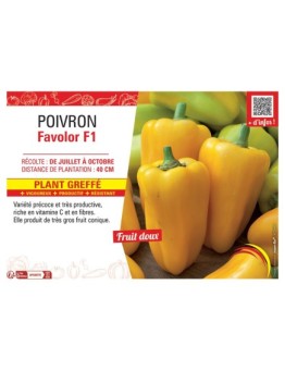 POIVRON FAVOLOR F1 Plant greffé