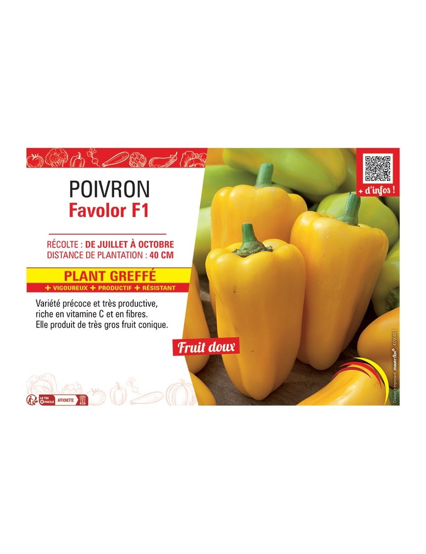 POIVRON FAVOLOR F1 Plant greffé