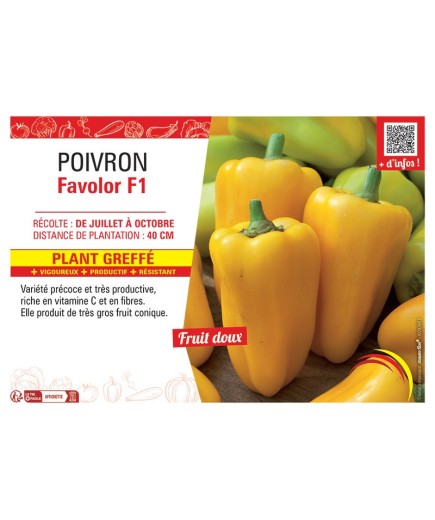 POIVRON FAVOLOR F1 Plant greffé
