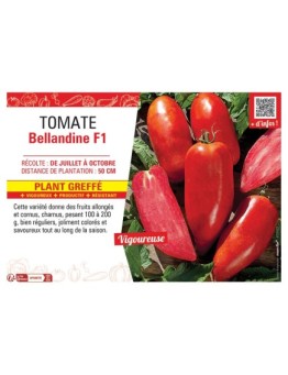 TOMATE BELLANDINE F1 Plant greffé